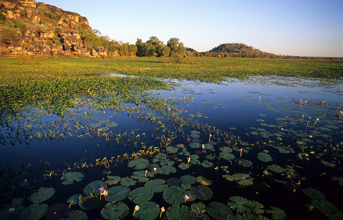 Seerosen auf dem Cooper Creek Billabong, Arnhem Land, Australien