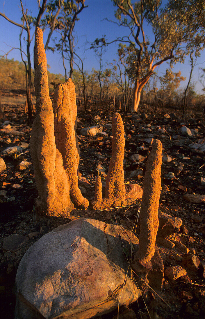 Termite mounds, Northern Territory, Australia