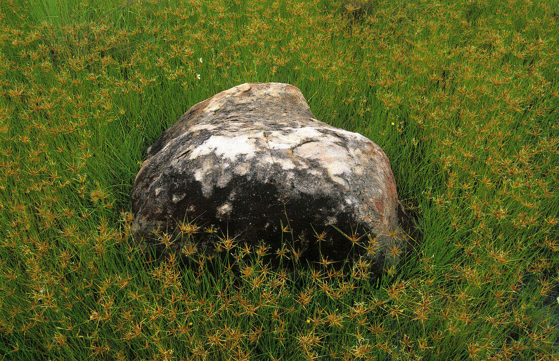 Boulder and grass during the rainy season in Arnhem Land, Australia