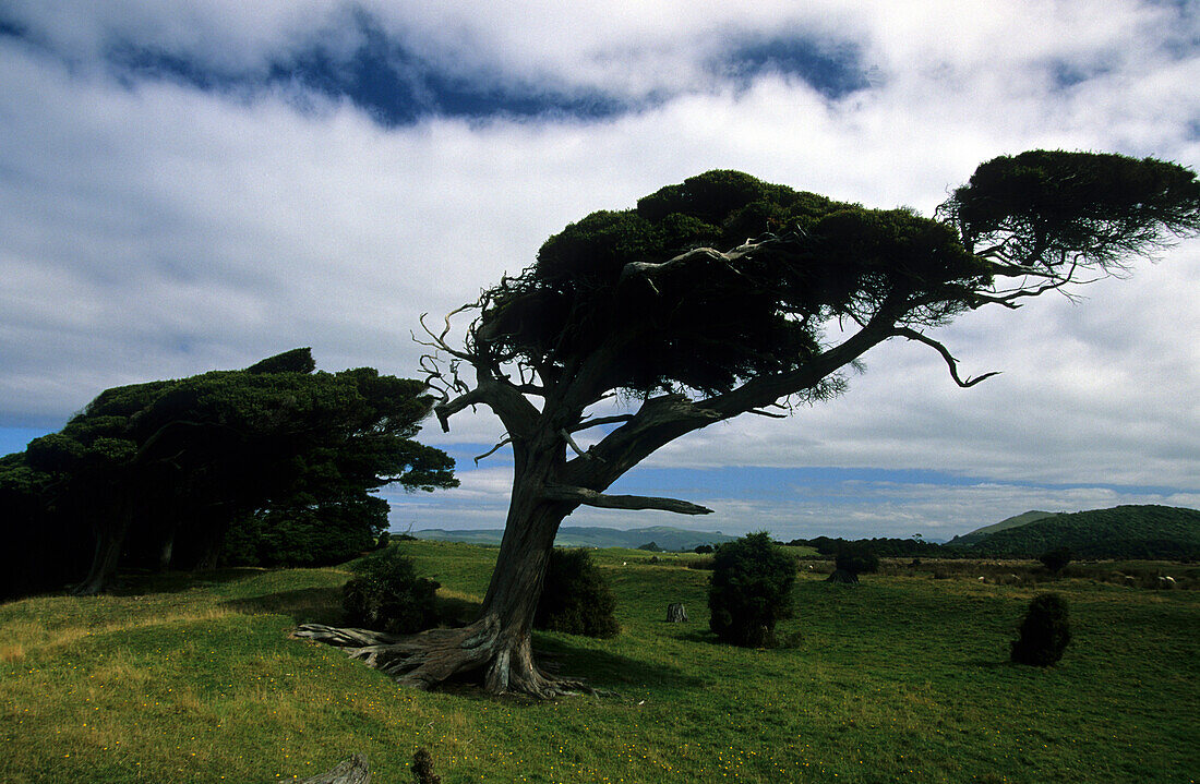 Windswept trees, New Zealand