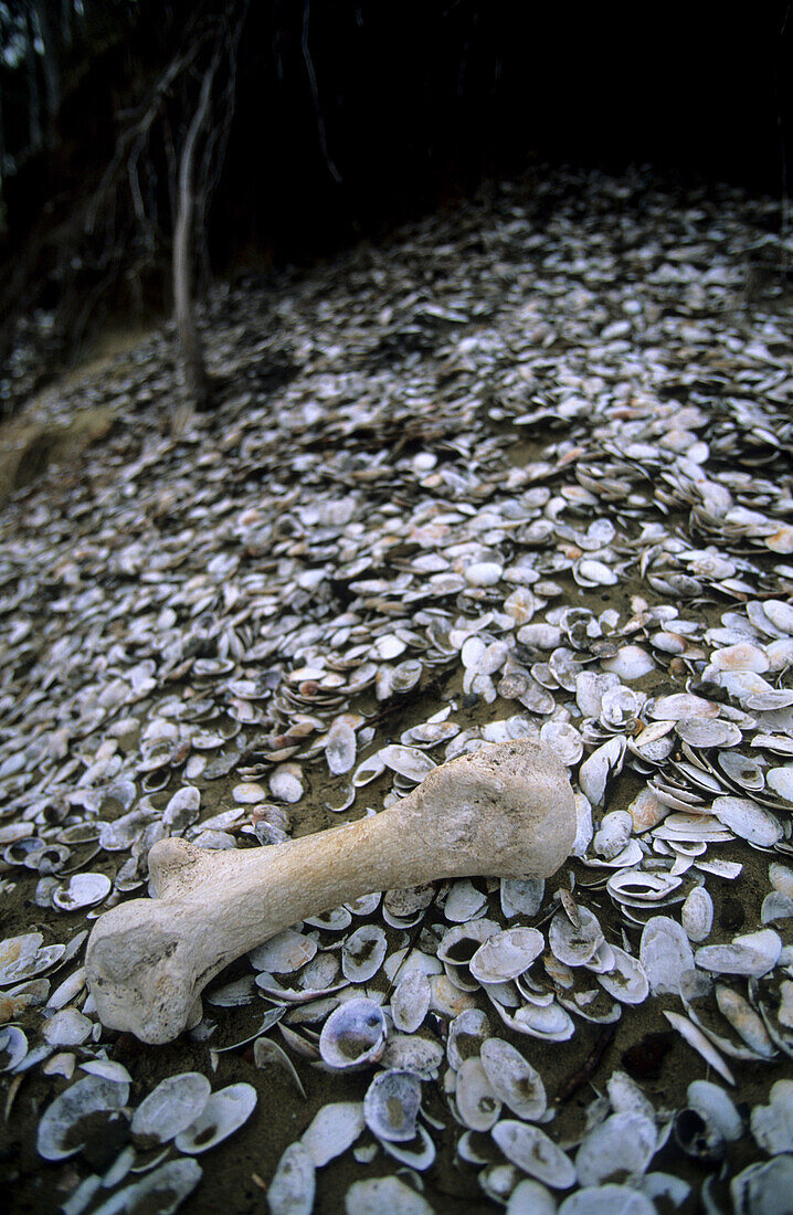 A sea shell covered hill with bone, New Zealand