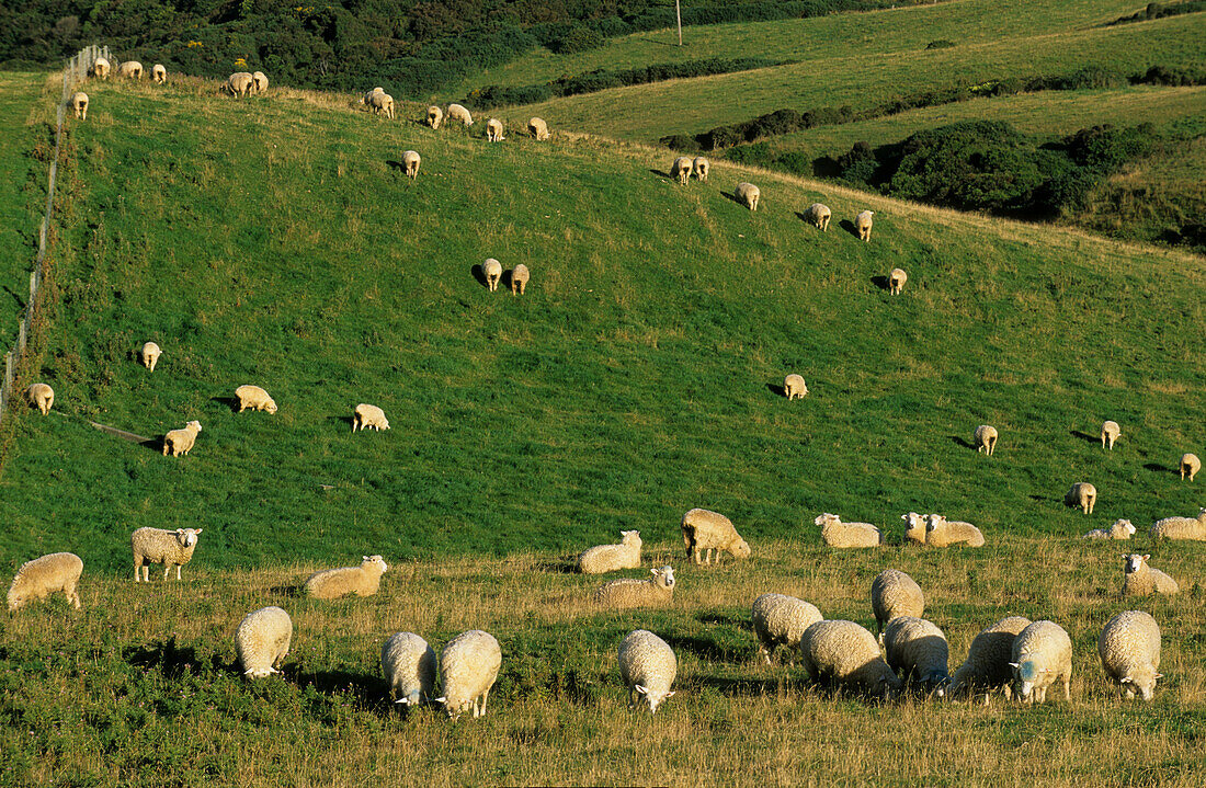 Sheep on a paddock, New Zealand