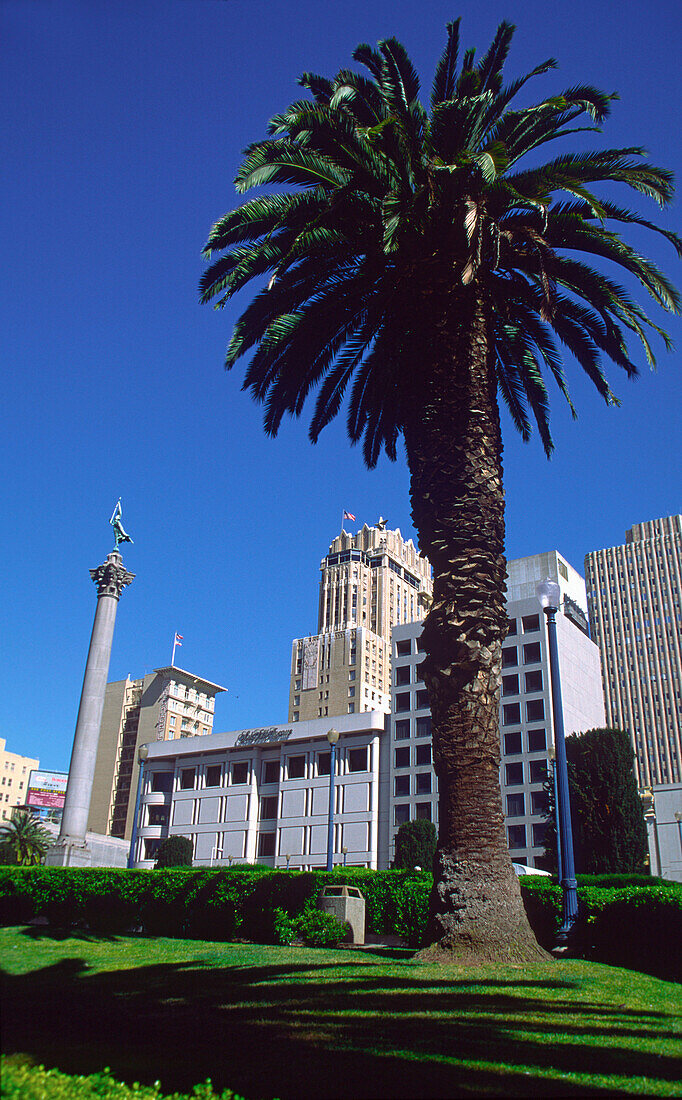 USA CA San Francisco downtown park palm tree