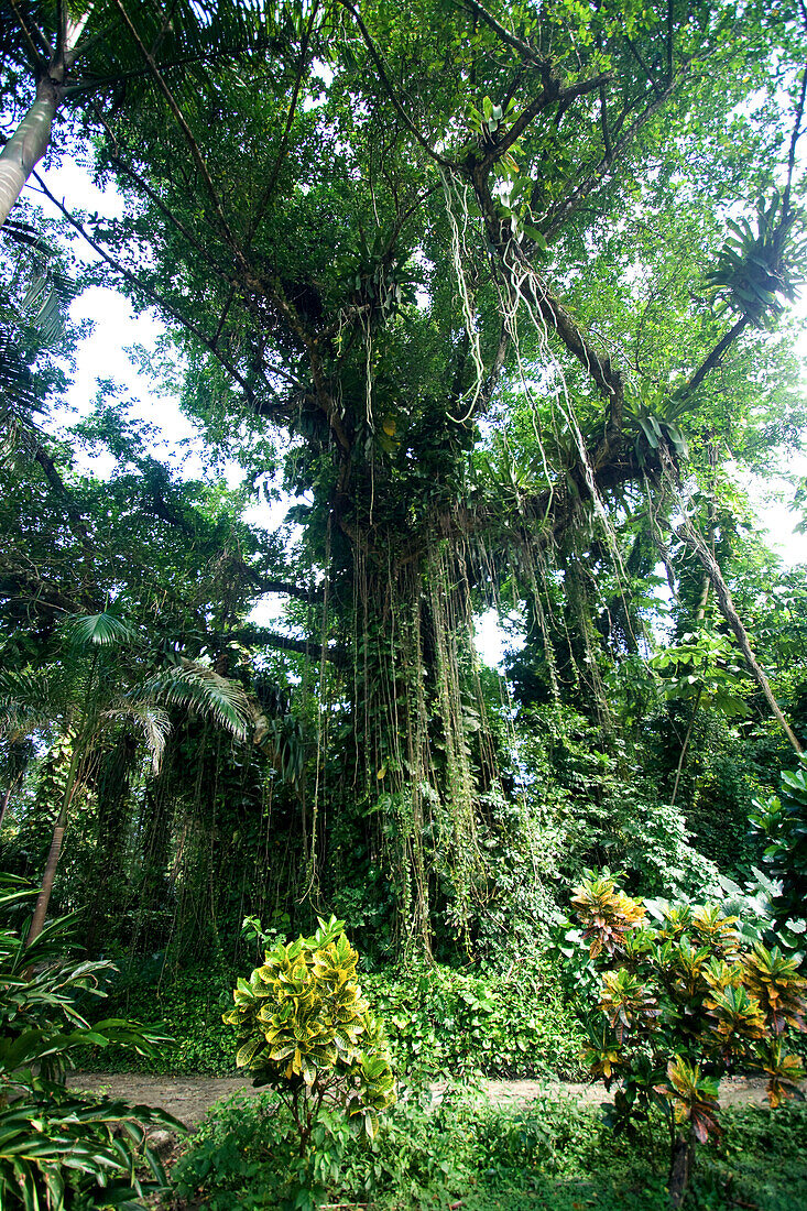 Jamaica Port Antonio Tropical landscape near Frenchmans Cove