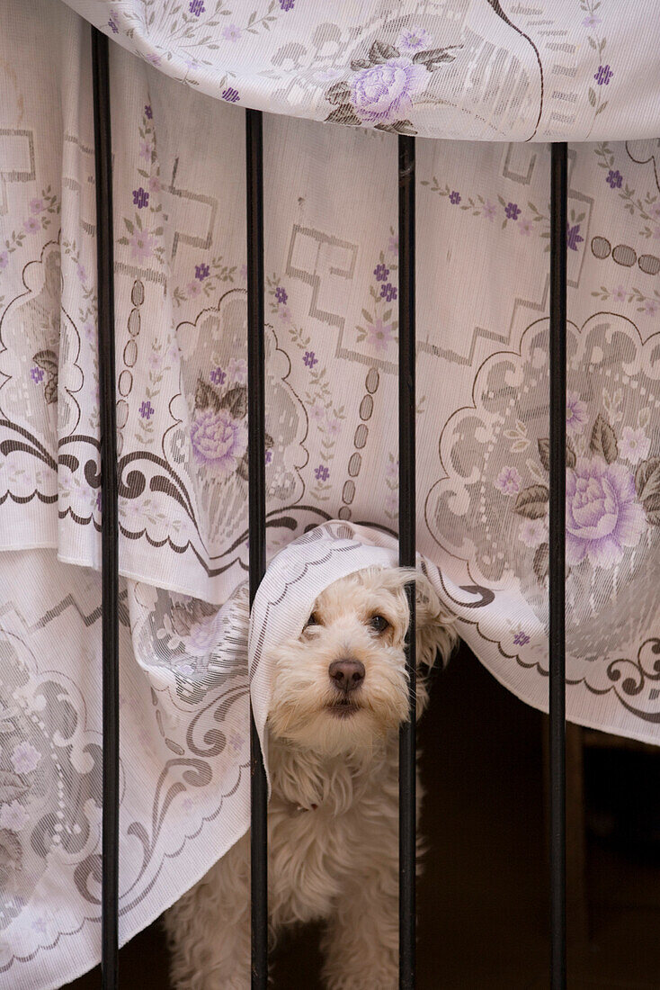 Kleiner Jack Russell Hund blickt aus Fenster, Palma, Mallorca, Balearen, Spanien, Europa