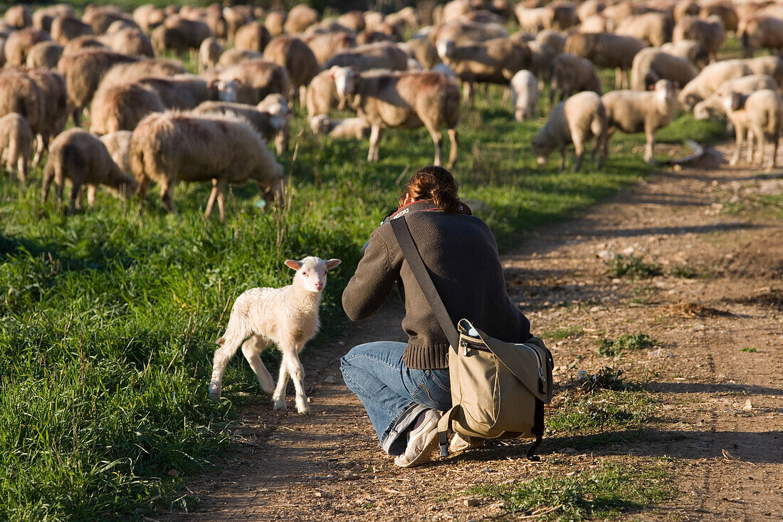 Junge Frau fotografiert Lämmchen, nahe Manacor, Mallorca, Balearen, Spanien, Europa