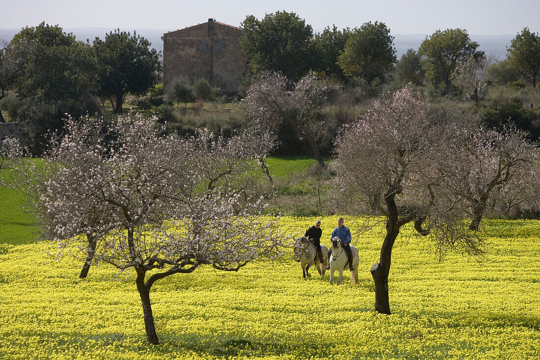 Paar auf Pferden reitet entlang Wiese mit gelben Wildblumen und blühenden Mandelbäumen, nahe Randa, Mallorca, Balearen, Spanien, Europa