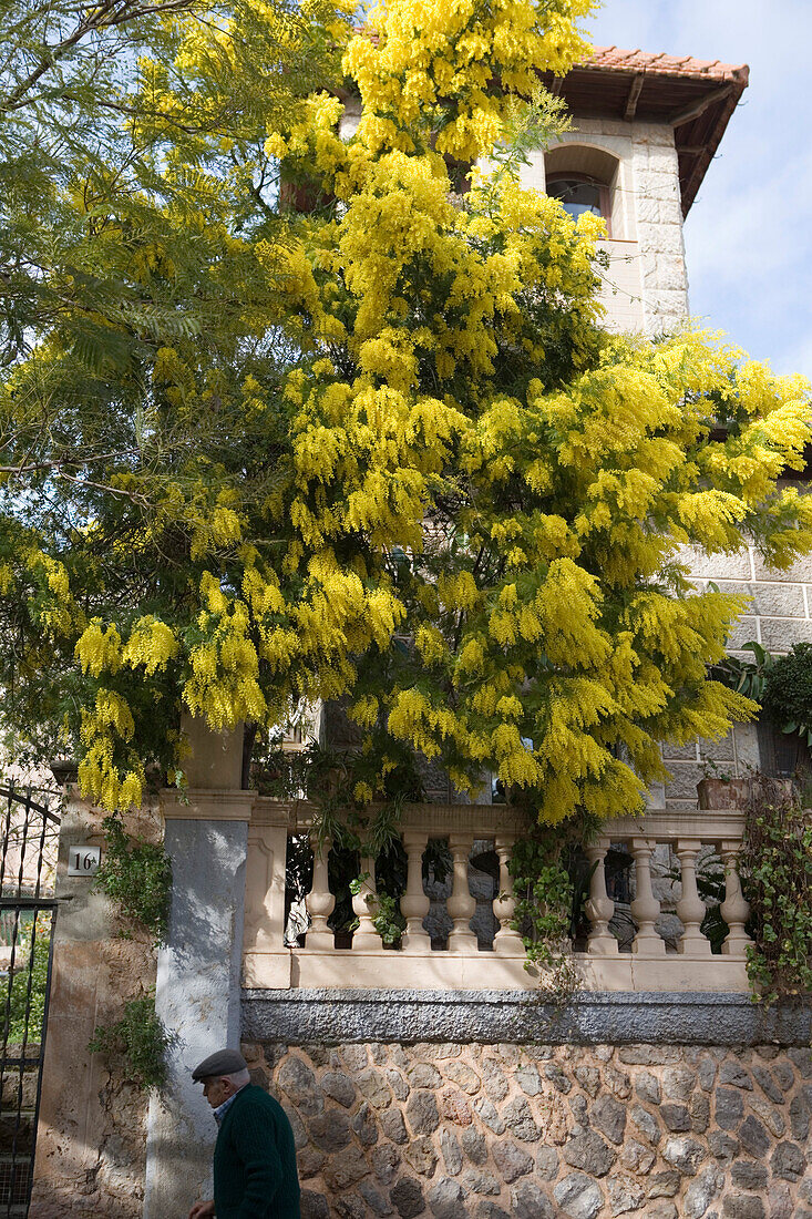 Gelbblühender Baum, Valldemossa, Mallorca, Balearen, Spanien, Europa
