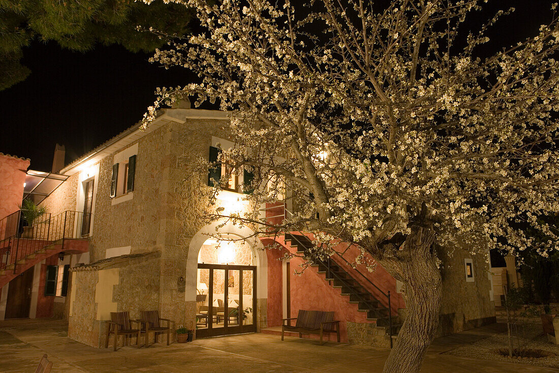 Nachtaufnahme von blühendem Pflaumenbaum am Agrotourismo Alfatx Finca Hotel, nahe s'Esgleieta,  Mallorca, Balearen, Spanien, Europa