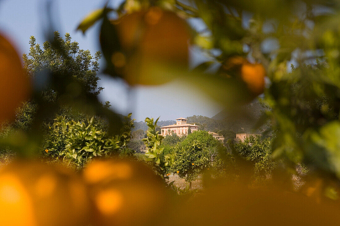 Blick durch Orangenbaum auf Finca, nahe s'Esgleieta, Mallorca, Balearen, Spanien, Europa