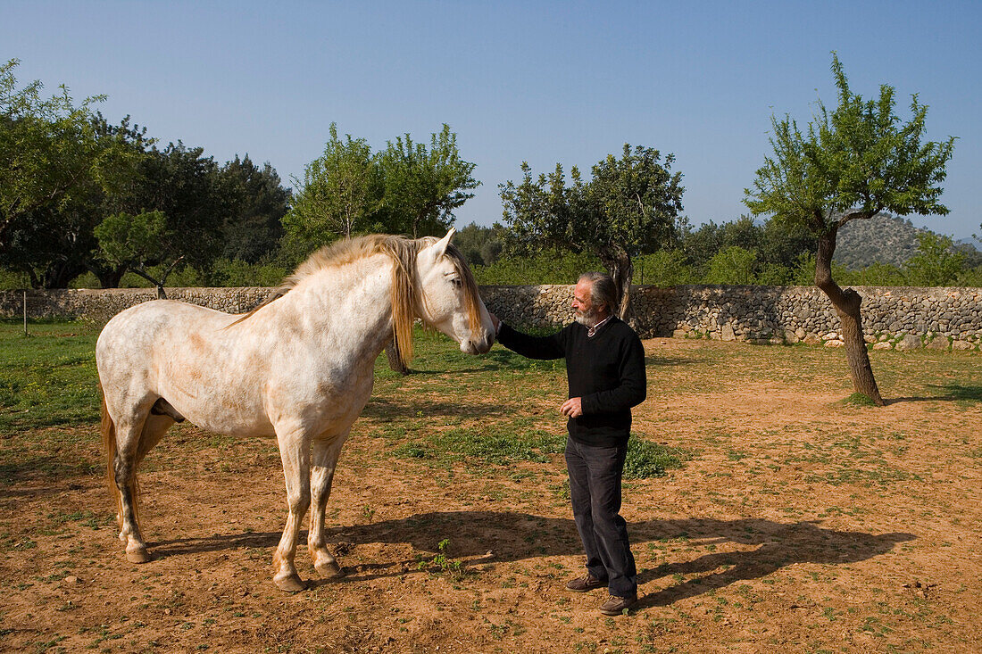 Mann mit spanischem Pferd am Agrotourismo Alfatx Finca Hotel, nahe s'Esgleieta,  Mallorca, Balearen, Spanien, Europa