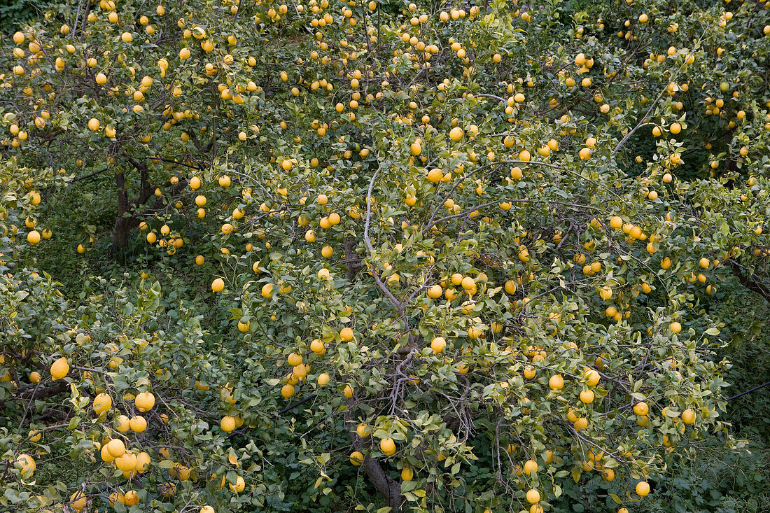 Plantage mit Zitronenbäumen, nahe Bunyola, Mallorca, Balearen, Spanien, Europa