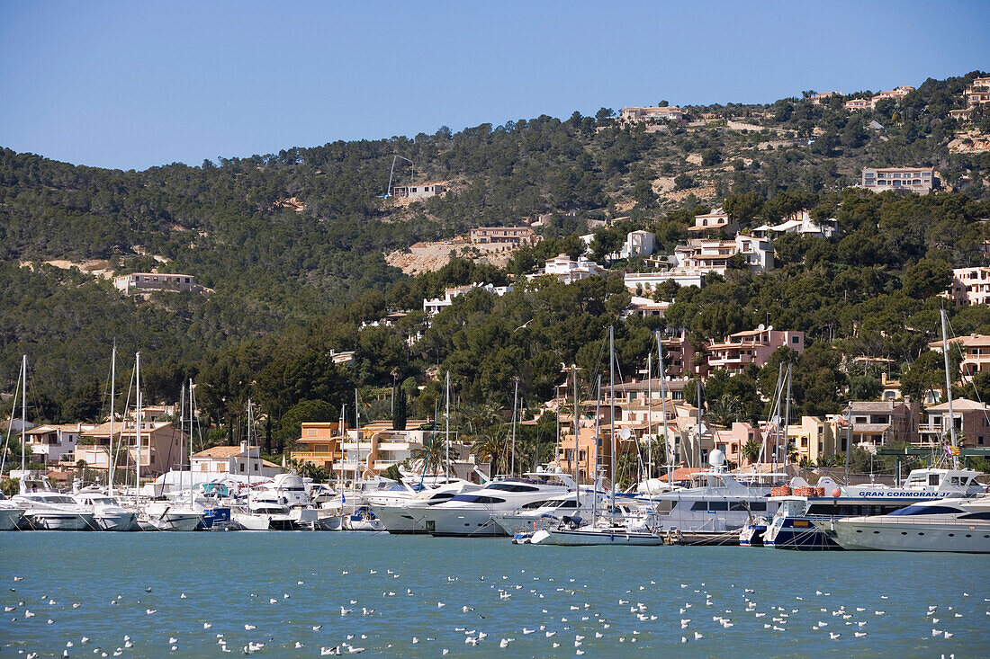 Luxusyachten und Villen am Hügel, Port d'Antratx, Mallorca, Balearen, Spanien, Europa