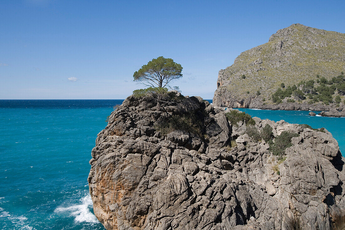 Einzelner Baum auf Felsvorsprung an der Cala de Sa Calobra Bucht, Mallorca, Balearen, Spanien, Europa