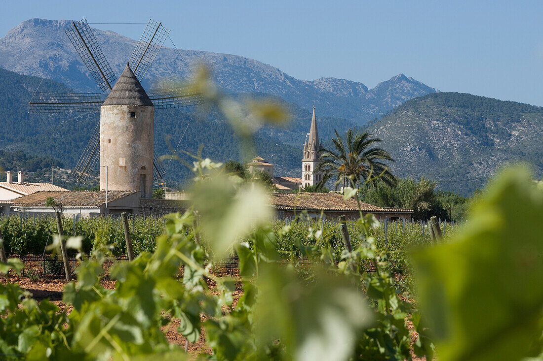 Weinreben, Windmühle und Kirche, Blick vom Bodega Jose L. Ferrer Weingut, Binissalem, Mallorca, Balearen, Spanien, Europa