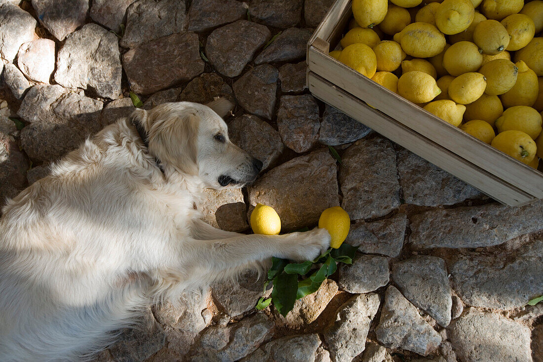 Golden Retriever Max spielt mit Zitronen im Finca Hotel CanColl, Soller, Mallorca, Balearen, Spanien, Europa