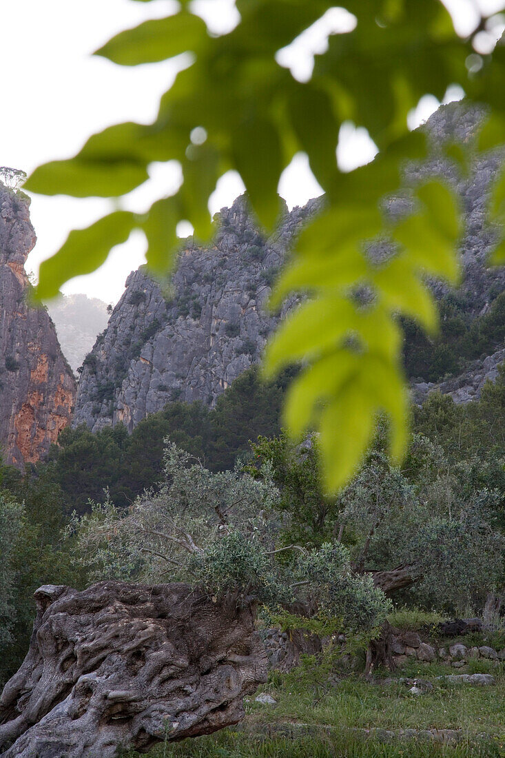 Alter Oliverbaum am Alqueria Blanca Agroturismo Finca Hotel, nahe Bunyola, Mallorca, Balearen, Spanien, Europa