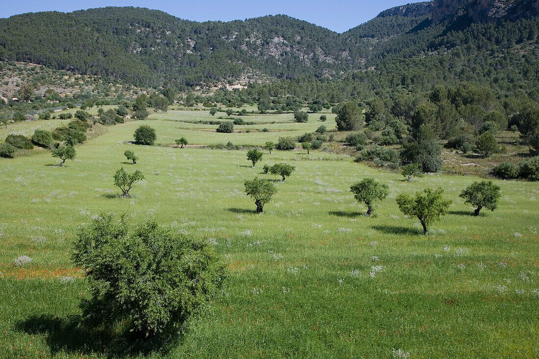 Meadow and Trees, View from Son Pont Agroturismo Finca Hotel, near Puigpunyent, Mallorca, Balearic Islands, Spain