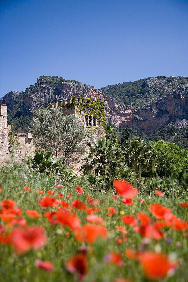 Rote Mohnblumen in Wiese vor Son Pont Agroturismo Finca Hotel, nahe Puigpunyent, Mallorca, Balearen, Spanien, Europa