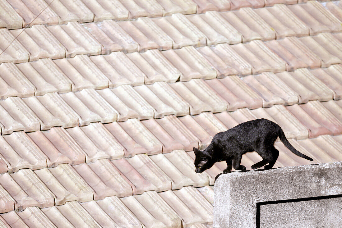 Aberglaube, Aberglauben, Aussen, Außen, Dach, Dächer, Ein Tier, Eins, Farbe, Felis Catus, Haus, Häuser, Hauskatze, Hauskatzen, Haustier, Haustiere, Horizontal, Katze, Katzen, Säugetier, Säugetiere, Schwarze Katze, Springen, Sprung, Sprünge, Tageszeit, Tie