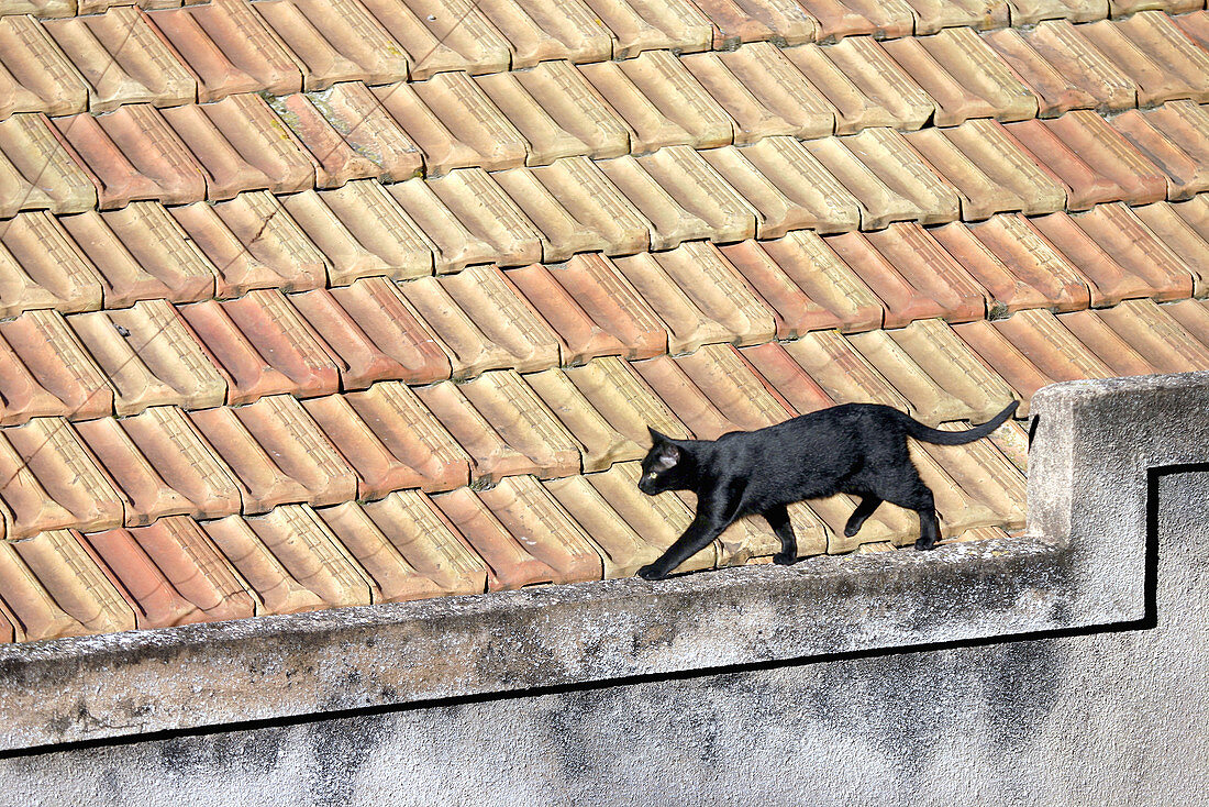 Animal, Animals, Black cat, Black cats, Border, Cat, Cats, Color, Colour, Contemporary, Daytime, Domestic cat, Domestic cats, Edge, Exterior, Feline, Felines, Felis catus, Horizontal, House, Houses, Mammal, Mammals, One, One animal, Outdoor, Outdoors, Out