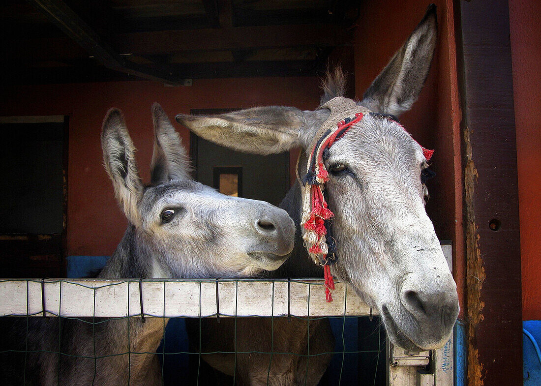 Affection, Animal, Animals, Barn, Barns, Color, Colour, Country, Countryside, Daytime, Donkey, Donkeys, Draft animal, Draft animals, Exterior, Farm animals, Farming, Fondness, Head, Heads, Horizontal, Livestock, Looking at camera, Mammal, Mammals, Mule, M