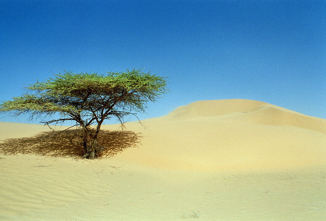 Sahara desert, Mauritania
