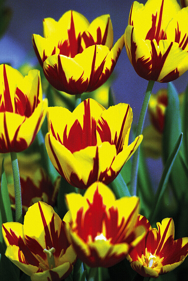 Yellow tulips