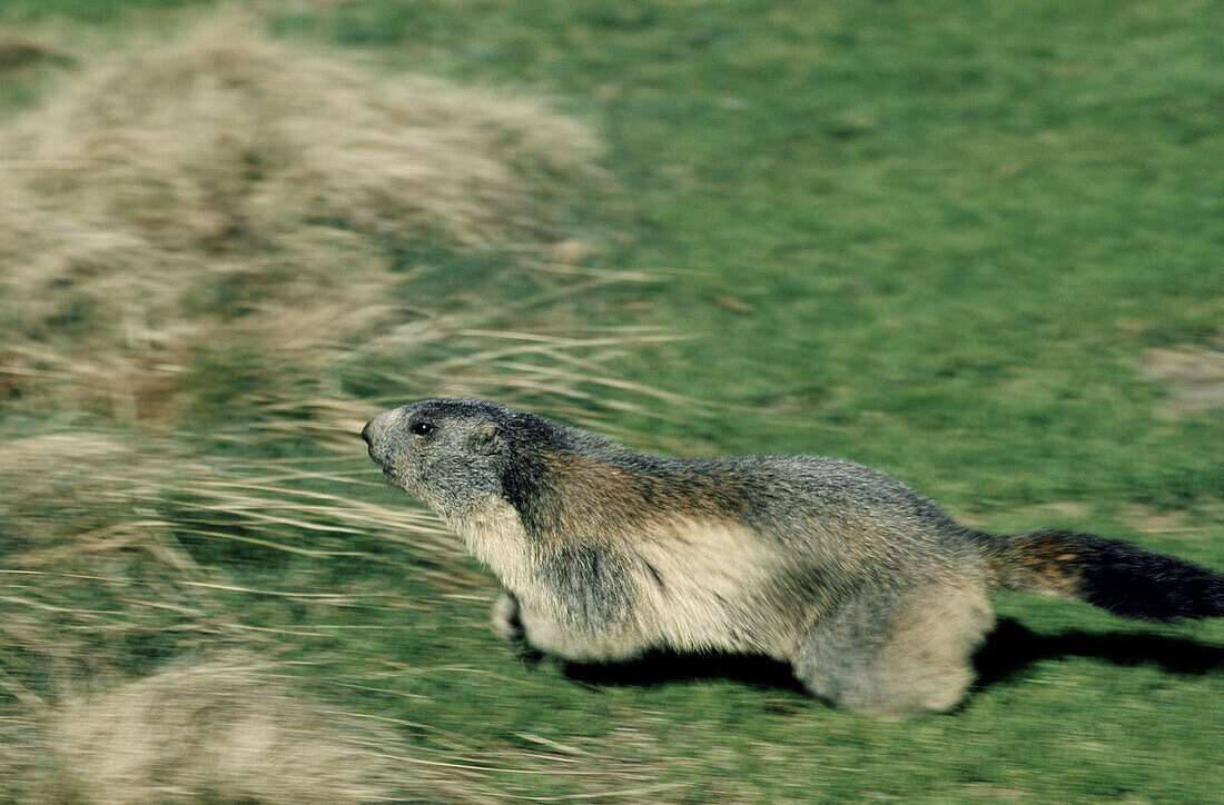 Alpine Marmot (Marmota marmota).