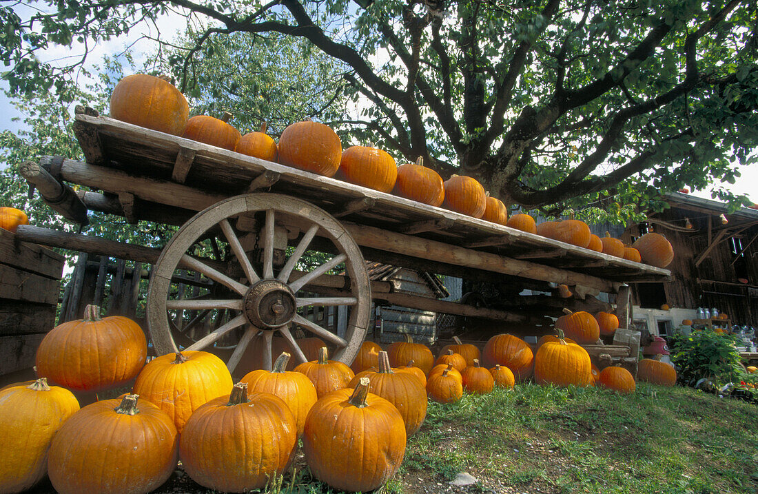 Orange pumpkins on wooden wagon. Zurich region, Switzerland