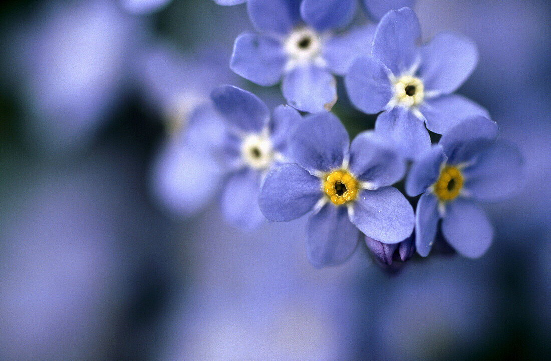 Alpine Forget Me Not (Myosotis alpestris), Italy