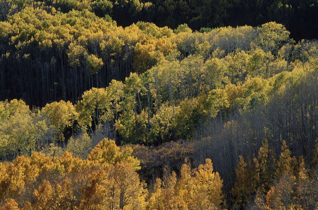 Aspens (Populus tremula) in fall colours. Boulder Mountain. Utah, USA