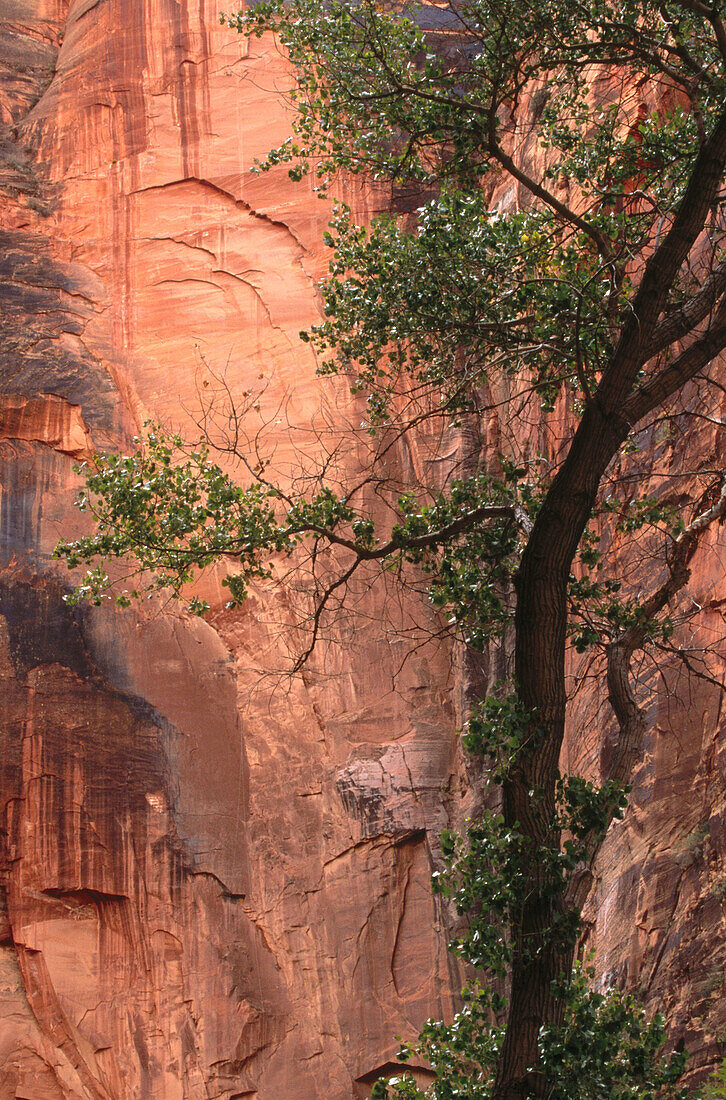 The Narrows, steep rock walls in Zion Canyon. Zion National Park. Utah, USA