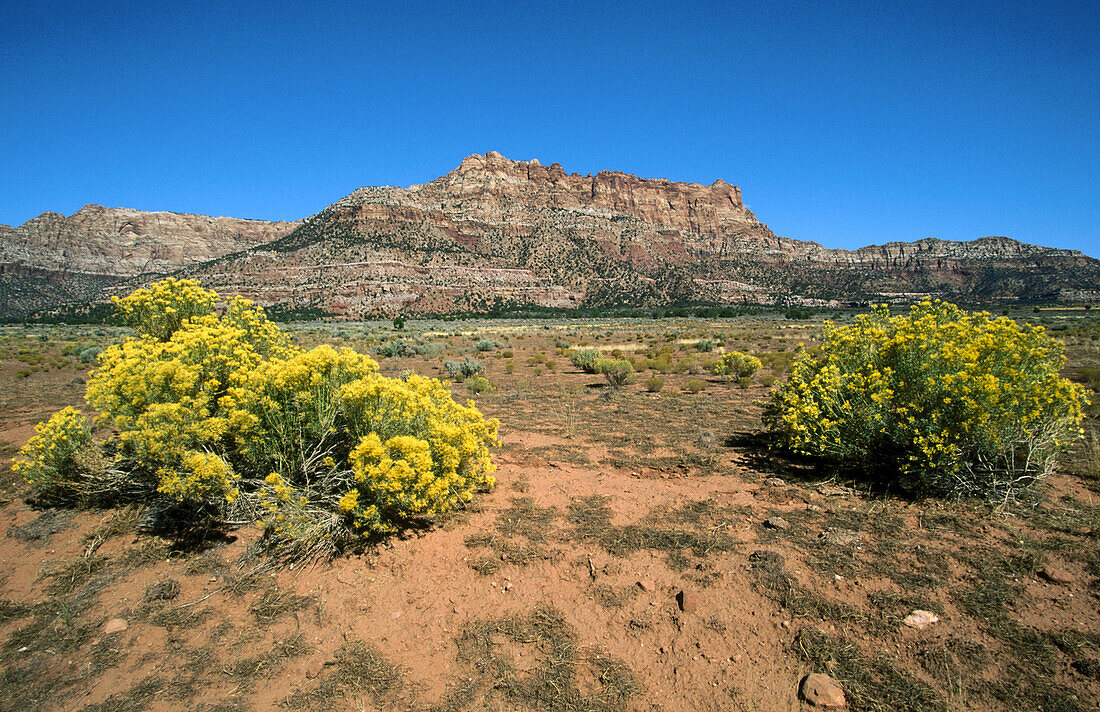 Mountain in desert with yellow flowers bushes. South of Zion National Park. Utah, USA