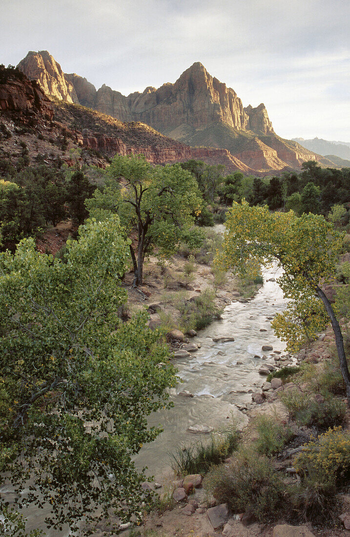 Mountains and Virgin River in the evening. Zion National Park. Utah, USA