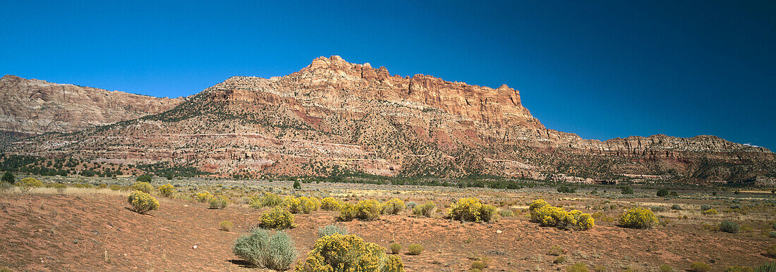 Mountain in desert with yellow flowers bushes. South of Zion National Park. Utah, USA