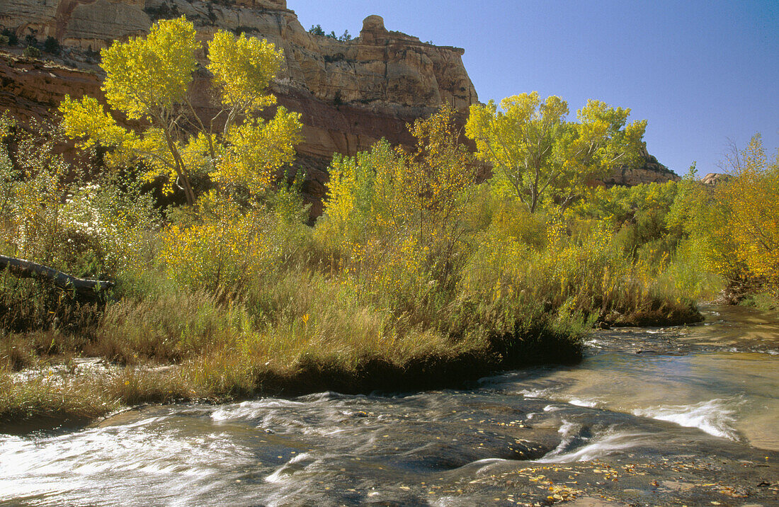 Calf Creek. Canyon walls and trees in fall colours. Grand Staircase-Escalante National Monument. Utah, USA