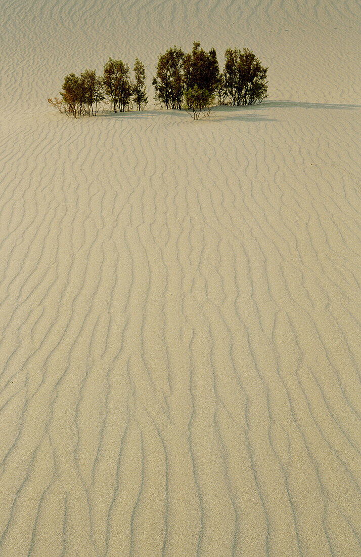 Sand dunes in Death Valley National Park. California. USA