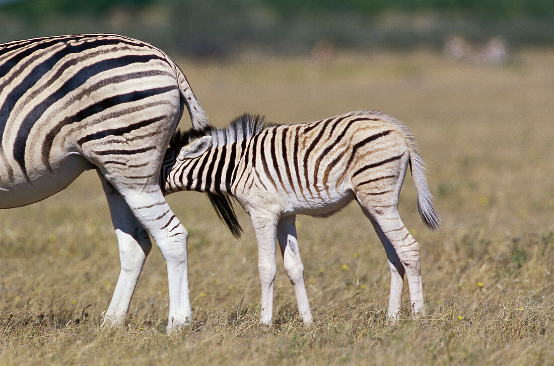 Burchells Zebras (Equus burchelli). Etosha National Park. Namibia