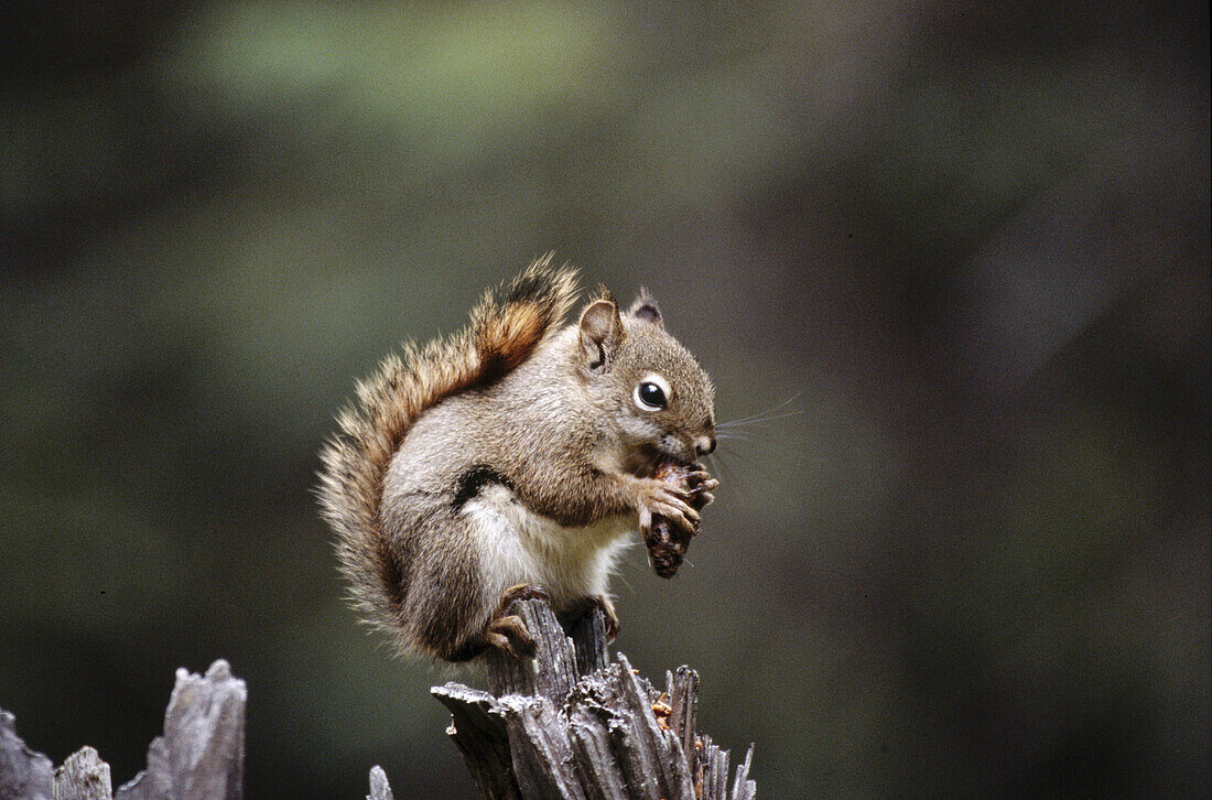 Red squirrel (Tamiasciurus hudsonicus) feeding on fircone, stocking up food for winter. Fall. Jasper National Park. Alberta. Canada.