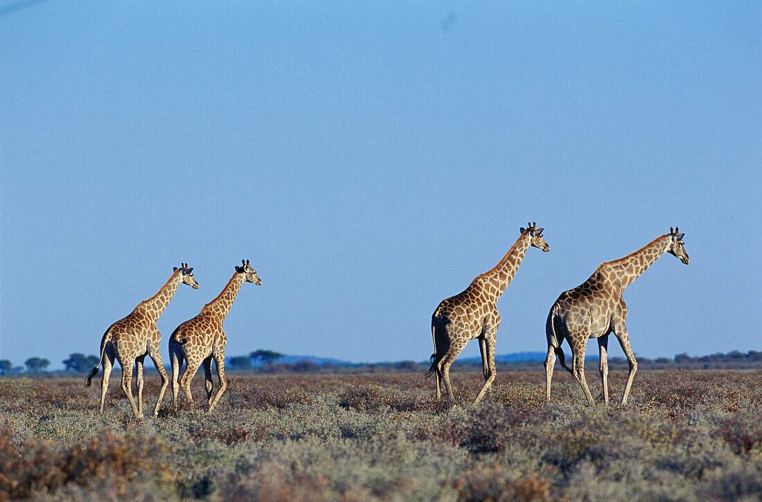 Giraffes (Girafa camelopardalis). Etosha National Opark. Namibia