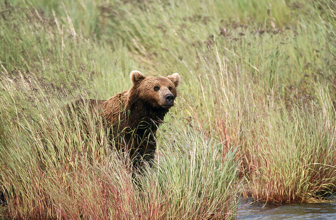 Brown bear (Ursus arctos). Katmai National Park. Alaska. USA.