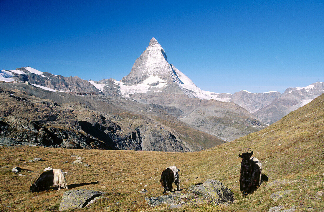 Blacknecked goats of Wallis. Matterhorn or Cervino. Alps. Switzerland.