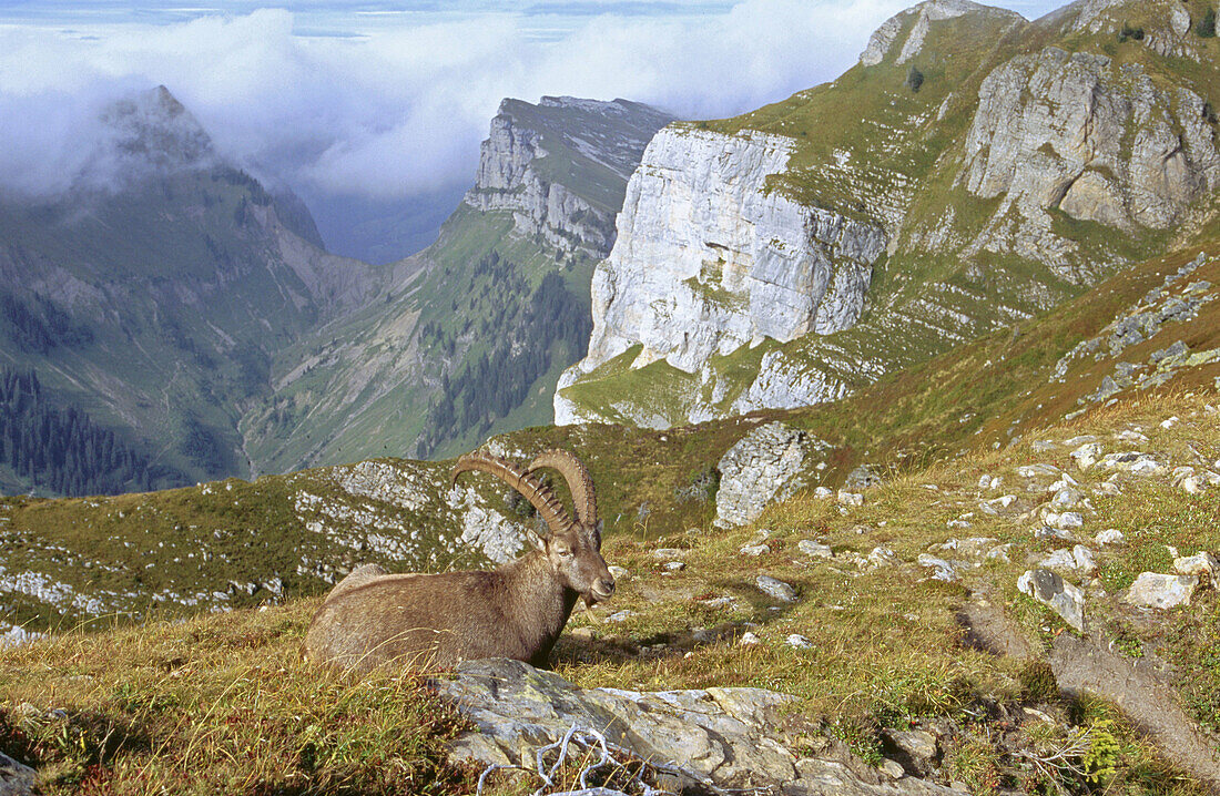 Steinbock (Capra ibex). Niderhorn, Bern. Switzerland.
