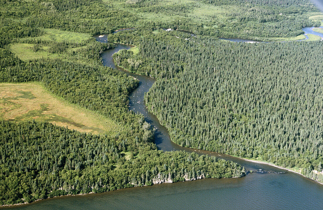 Aerial view of the Brooks River Falls. Brooks River. Katmai National Park. Alaska. USA.