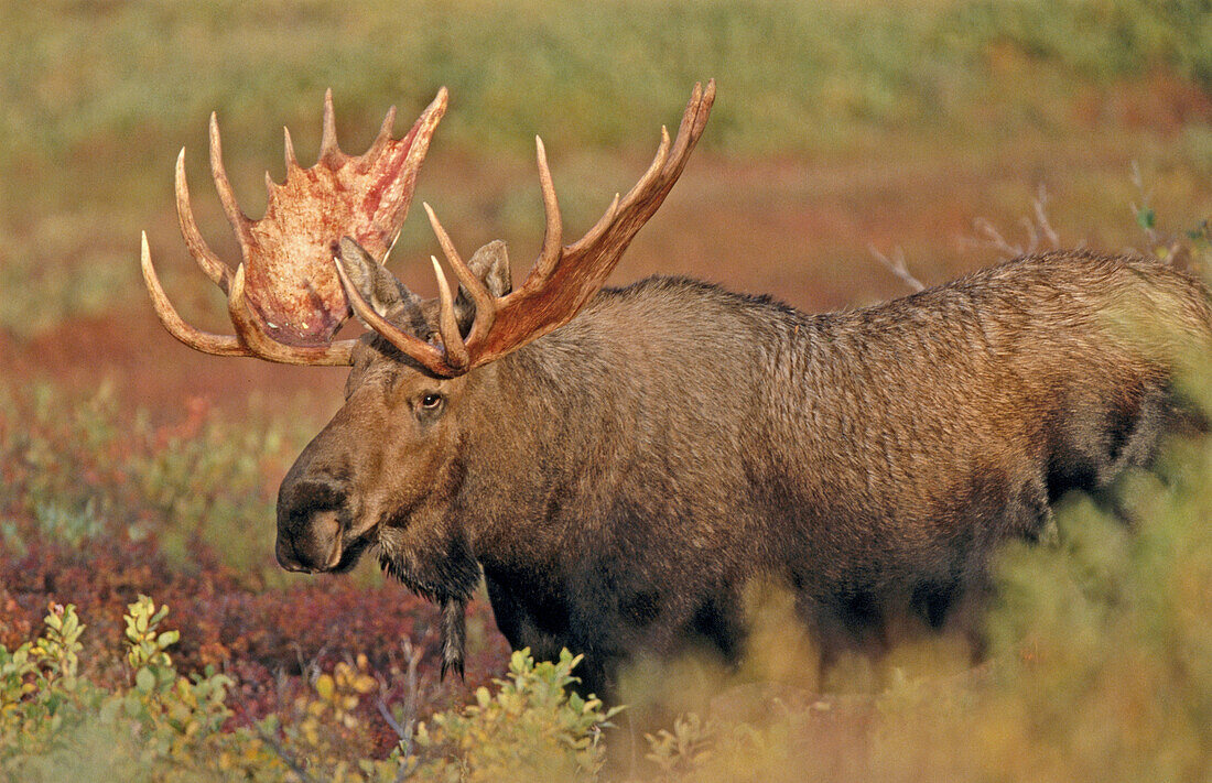 Moose (Alces alces), male. Denali NP. Alaska. USA