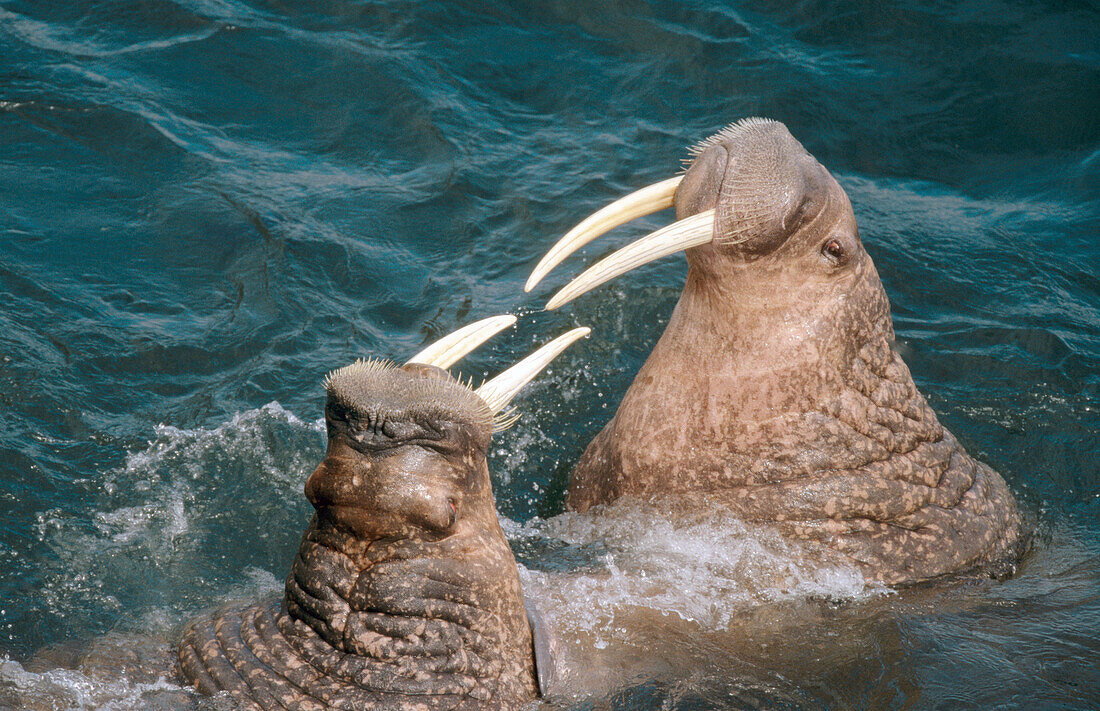 Two walrus males (Odebenus rosmarus) fighting. Round Island. Walrus Island. Alaska. USA.