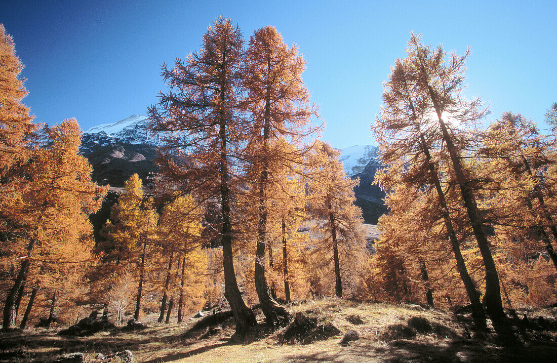 Larch tree forest. Valais, Switzerland