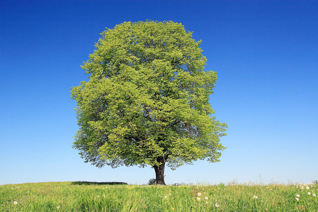 Lime tree, Linden tree, Linde, Zürcher Oberland, Zuerich, Switzerland