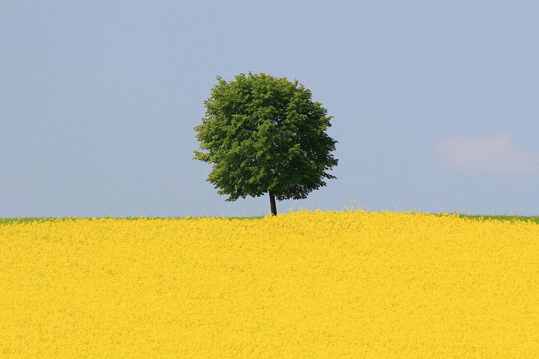 Rape, Brassica napus, Raps, tree standing in field of Rape, spring time, spring, Uster, Zuercher Oberland, Zuerich, Switzerland